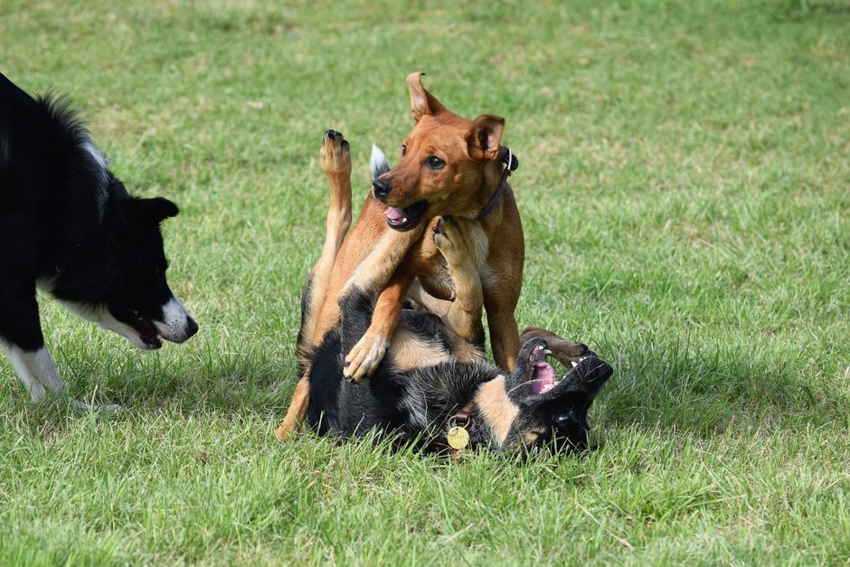 犬のしつけ教室